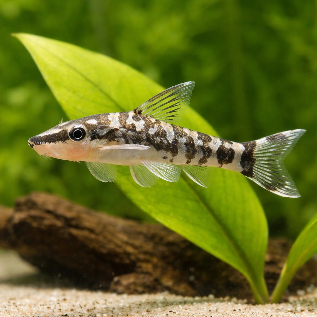 Otocinclus cocama - Moderate Care | UK (Otocinclus cocama) — Otocinclus cocama is a peaceful algae-eating catfish ideal for…