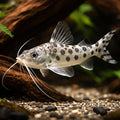 Pimelodus pictus - Pictus Catfish UK (Pimelodus pictus) — Striking spotted Pictus Catfish with active schooling behaviour…