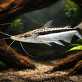 catfish UK — Catfish cory pleco for sale UK — AI hero driftwood view