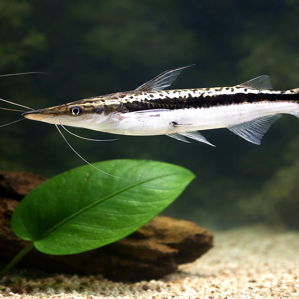 catfish UK — Catfish cory pleco for sale UK — AI scale plant view