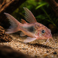Bronze catfish — Bronze Cory (Corydoras aeneus) (Corydoras aeneus) — The classic community catfish, hardy and widely — hero…