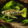 Caudo, Spotted livebearer — tropical fish for sale UK — AI hero driftwood view