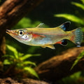 Celebes Halfbeak — tropical fish for sale UK — AI hero driftwood view