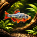 Celestial Pearl Danios — Danios for sale UK — AI hero driftwood view