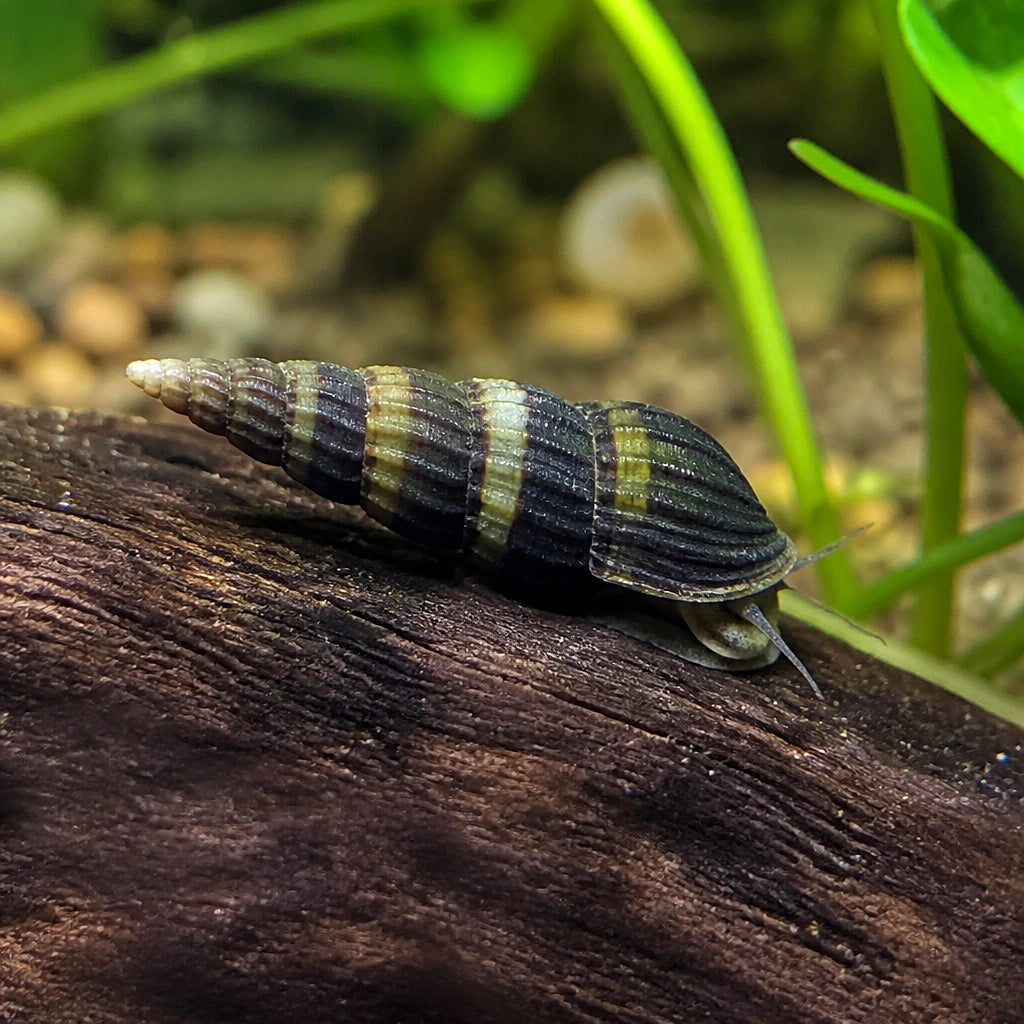 King Nerite Snail — Nerite Snails for sale UK — AI natural aquarium view