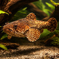 Chaca chaca 5 - — tropical fish for sale UK — AI hero driftwood view