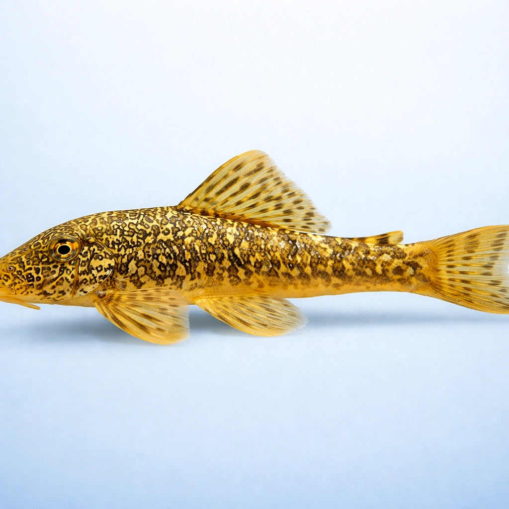 Chaetostoma spot 4 - — tropical fish for sale UK — AI side clean view