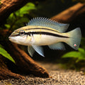 Chalinochromis bifrenatus 4 - — tropical fish for sale UK — AI hero driftwood view