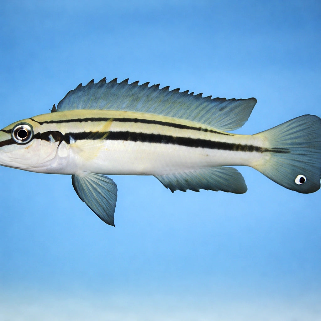 Chalinochromis bifrenatus 4 - — tropical fish for sale UK — AI side clean view