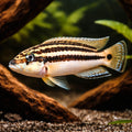 Chalinochromis popelini 4 - — tropical fish for sale UK — AI hero driftwood view