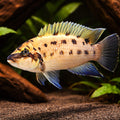 Chalinochromis species ndobhoi 4 - — tropical fish for sale UK — AI hero driftwood view