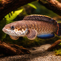 Channa bleheri 9 - — tropical fish for sale UK — AI hero driftwood view