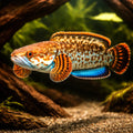 Channa bleheri blue 5 - — tropical fish for sale UK — AI hero driftwood view