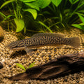 Channallabes apus — tropical fish for sale UK — AI natural aquarium view