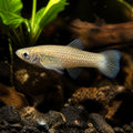 Barred Splitfin — Goodeids for sale UK — AI natural aquarium view