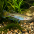 Alien Splitfin — Goodeids for sale UK — AI natural aquarium view
