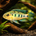 Checkerboard Cichlid — tropical fish for sale UK — AI hero driftwood view