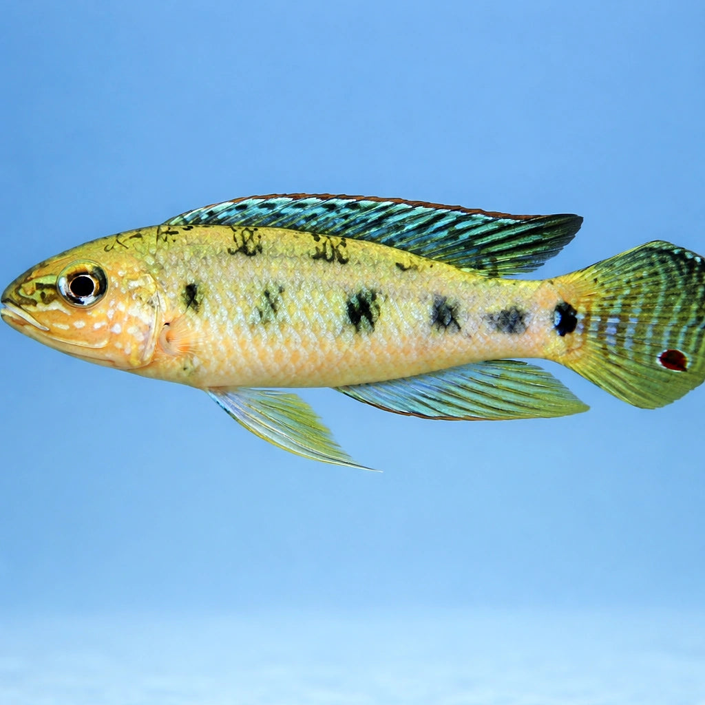 Checkerboard Cichlid — tropical fish for sale UK — AI side clean view