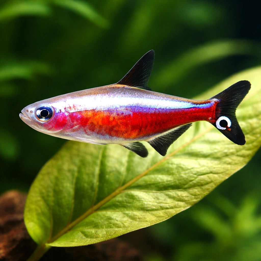 Cheirodon axelrodi gold 2 - 2, — tropical fish for sale UK — AI scale plant view