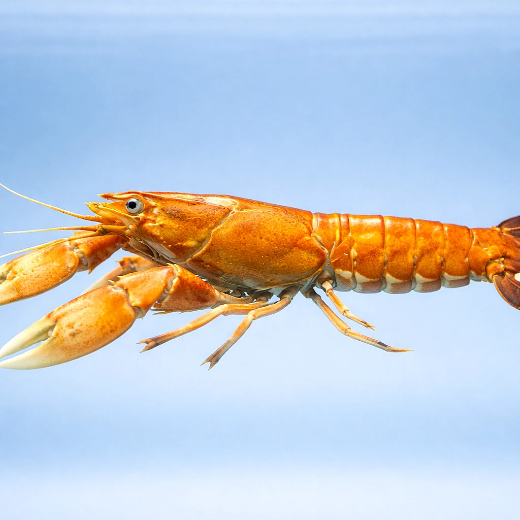 Cherax red lobster — tropical fish for sale UK — AI side clean view