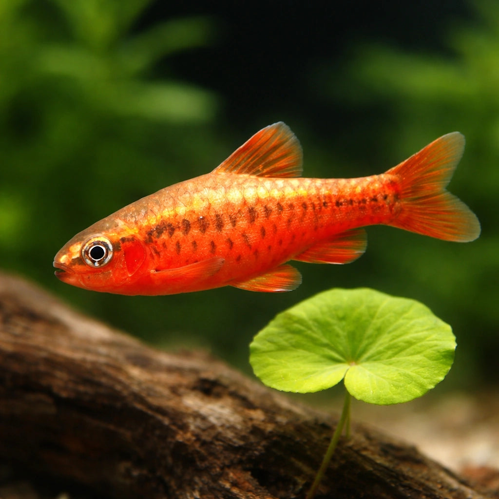 Cherry Barb — Barbs for sale UK — AI scale plant view