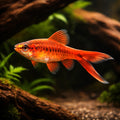 Cherry Barb — Barbs for sale UK — AI hero driftwood view