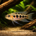 Chessboard cichlid — tropical fish for sale UK — AI hero driftwood view