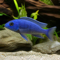 Chindongo elongatus — Lake Malawi Cichlids for sale UK — AI natural aquarium view