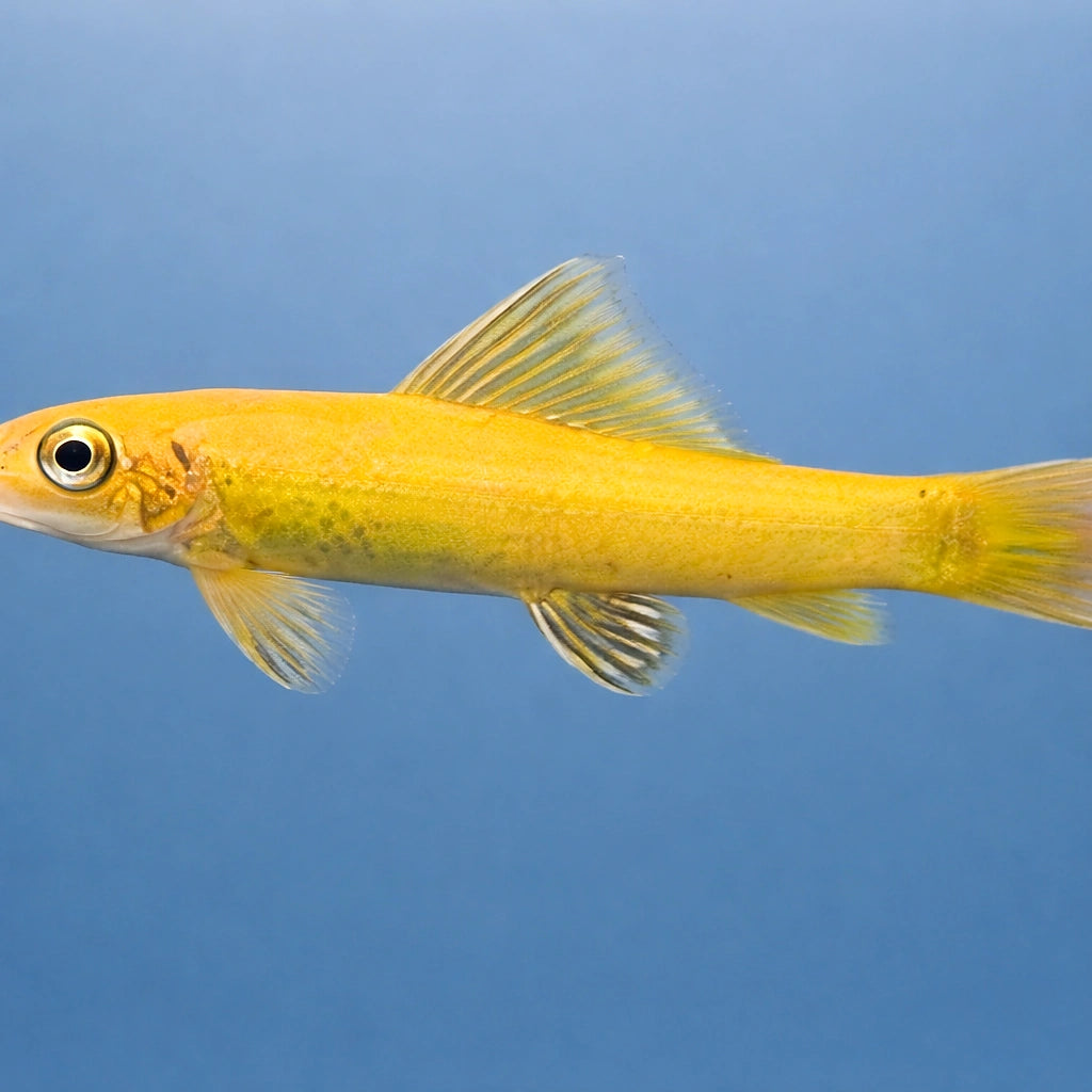 Chinese algae eater gold — Golden Black Chinese Algae Eater (Gyrinocheilus aymonieri) — AI side clean view