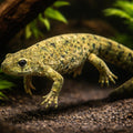 Chinese Warty Newt — tropical fish for sale UK — AI hero driftwood view
