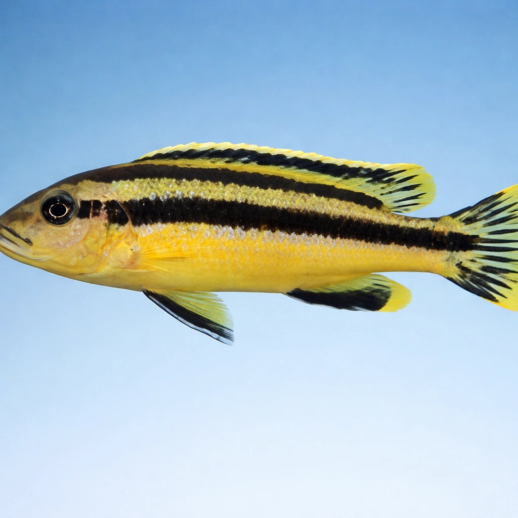 Chipokae Mbuna — tropical fish for sale UK — AI side clean view