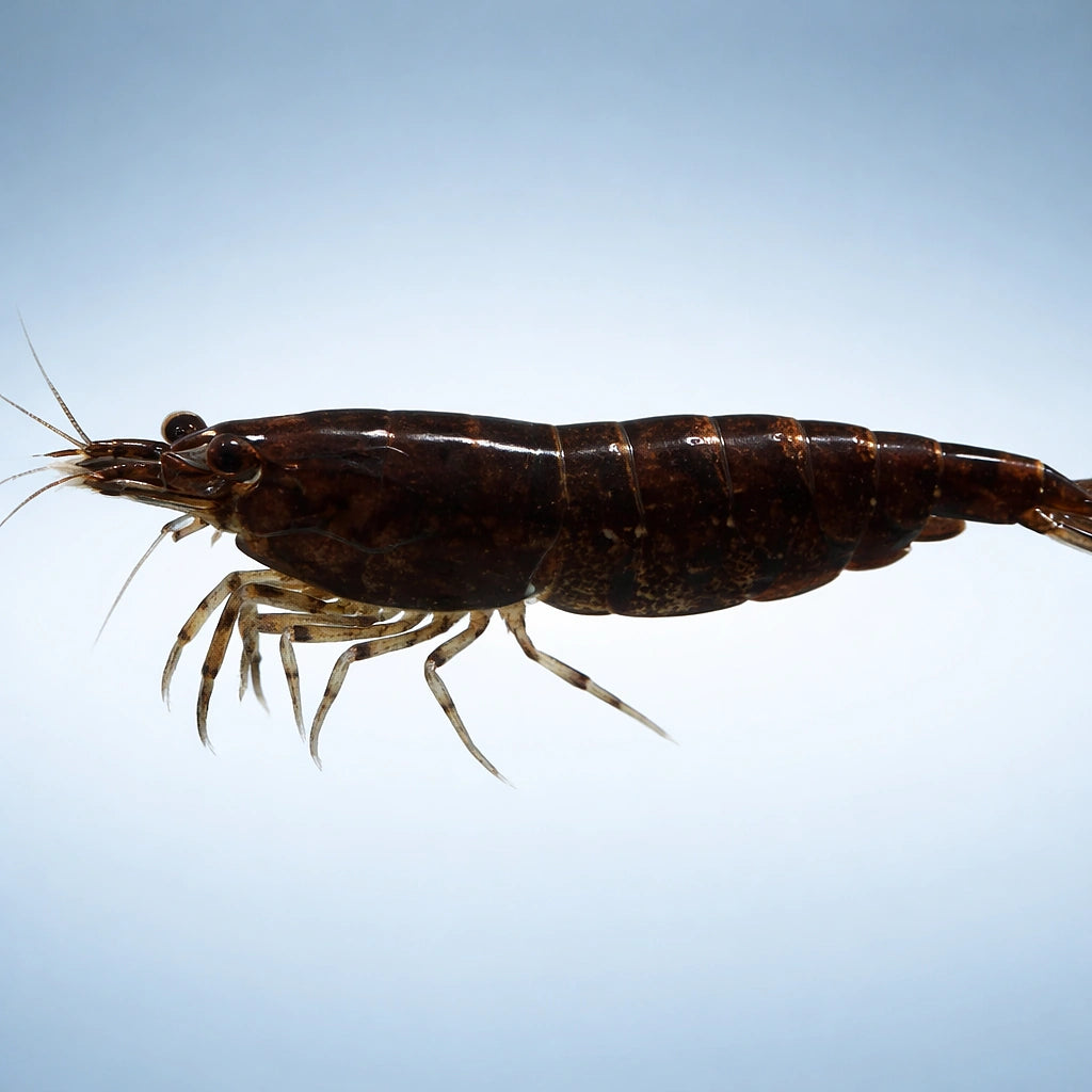 Chocolate Cherry — Shrimp for sale UK — AI side clean view
