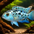 Cichlasoma blue jack dempsey 2 - 2, — tropical fish for sale UK — AI hero driftwood view