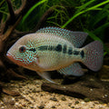 Cichlasoma Hemichromis cuterri — tropical fish for sale UK — AI natural aquarium view