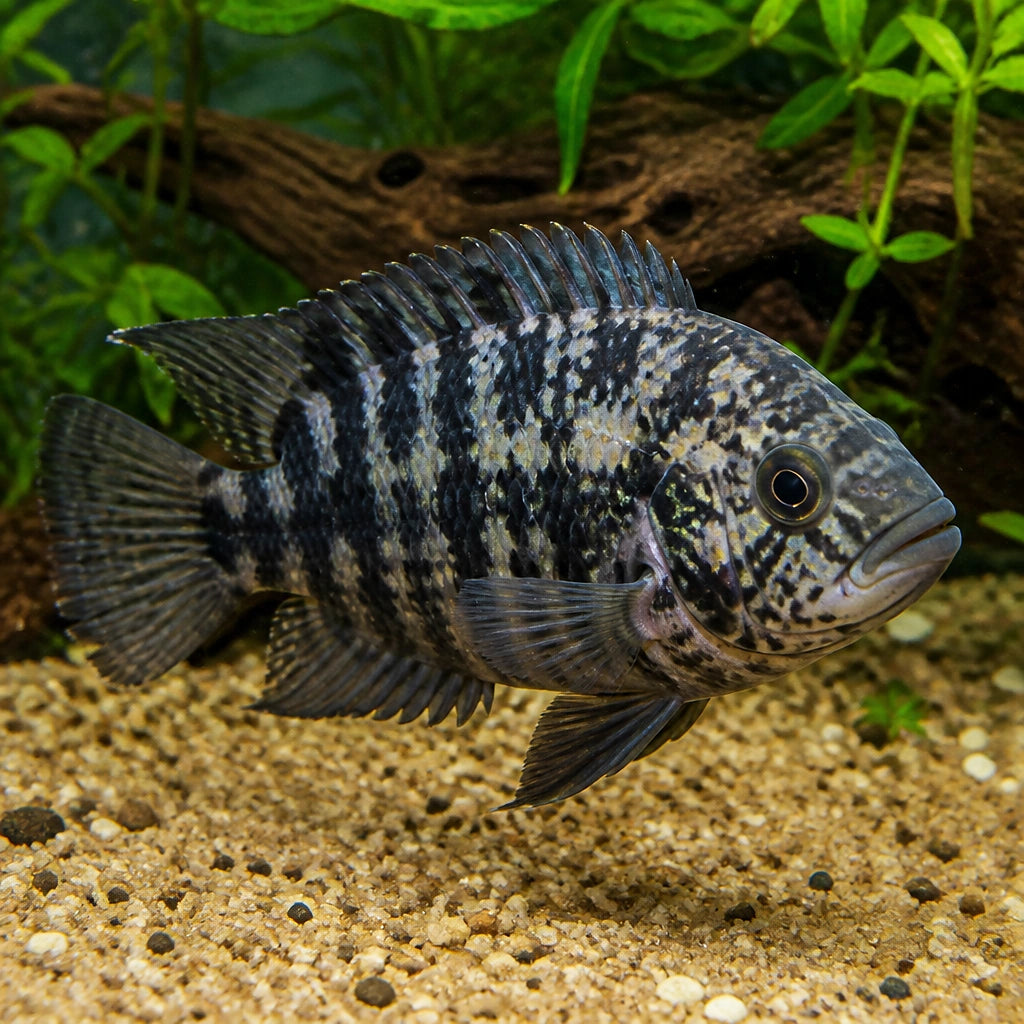Cichlasoma nigrofasciatum marbl — tropical fish for sale UK — AI natural aquarium view