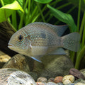Short Body Texas Cichlid — South American Cichlids for sale UK — AI natural aquarium view