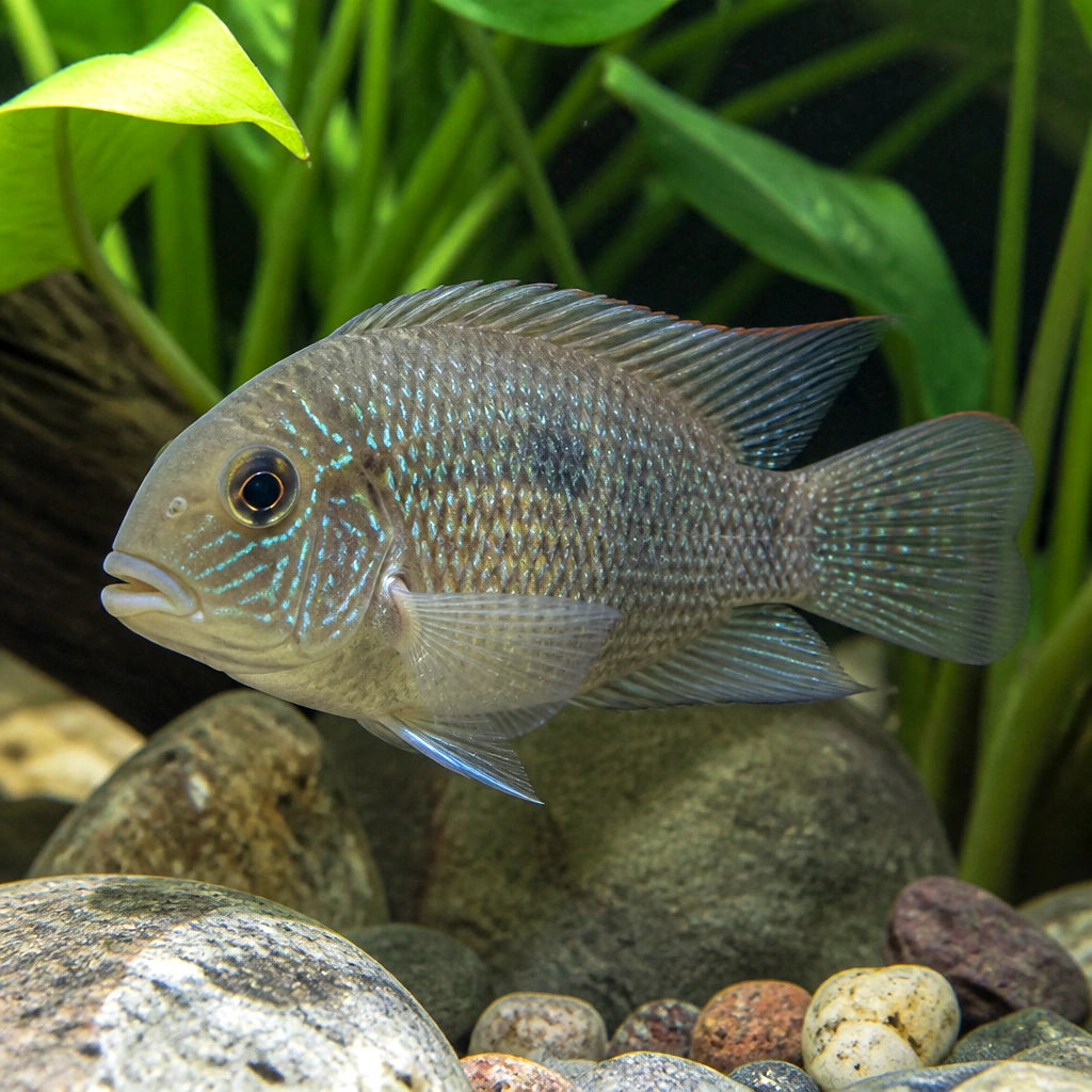 Short Body Texas Cichlid — South American Cichlids for sale UK — AI natural aquarium view