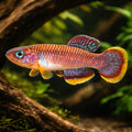 Cinnamon Killie — tropical fish for sale UK — AI hero driftwood view