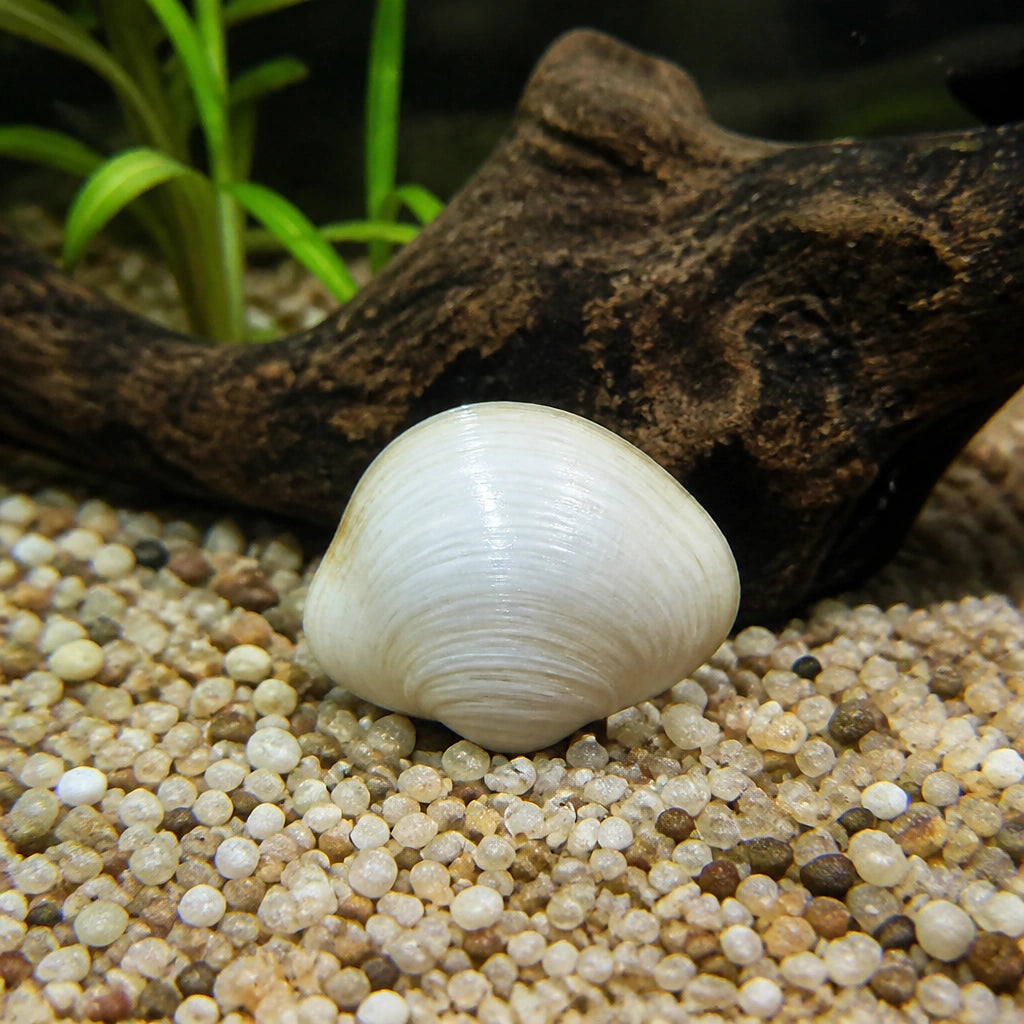 Freshwater White Clam - Corbicula Sp. White - Aquatic Bivalve Mollusc — Mussels and Clams for sale UK — AI natural aquarium view