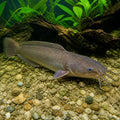 Clarias batrachus — tropical fish for sale UK — AI natural aquarium view
