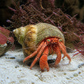 Clibanarius rutilus . — tropical fish for sale UK — AI natural aquarium view