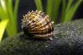 Thorn Nerite Snail (Clithon sp.) on aquarium glass - AI-generated reference image
