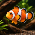 Clown Anemonefish — tropical fish for sale UK — AI hero driftwood view