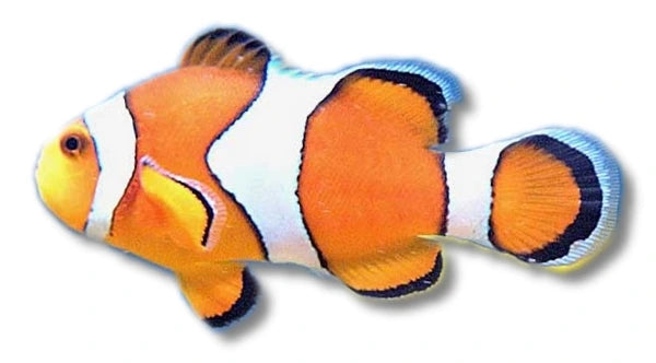 Juvenile Clown Anemonefish Amphiprion ocellaris 2-3 cm with bright orange body and white bands