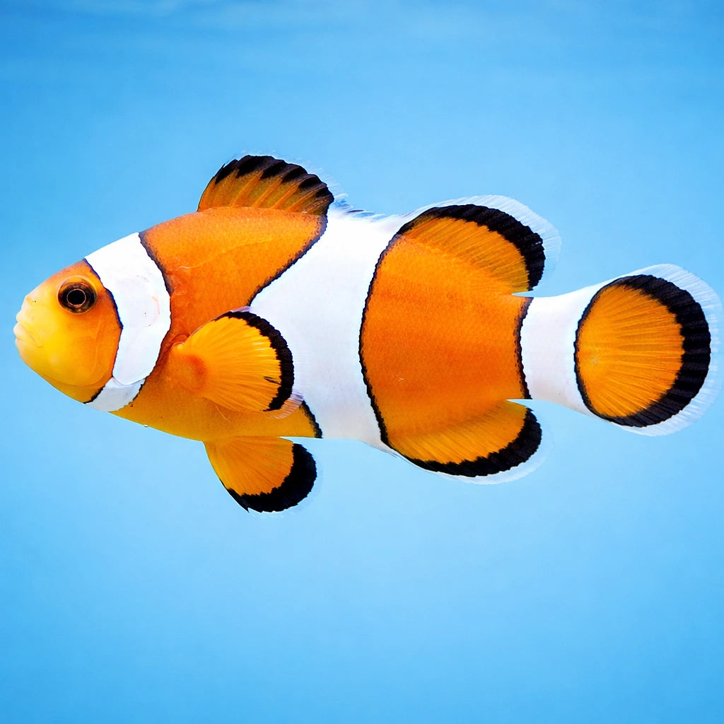 Clown Anemonefish — tropical fish for sale UK — AI side clean view