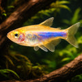  — tropical fish for sale UK — AI hero driftwood view