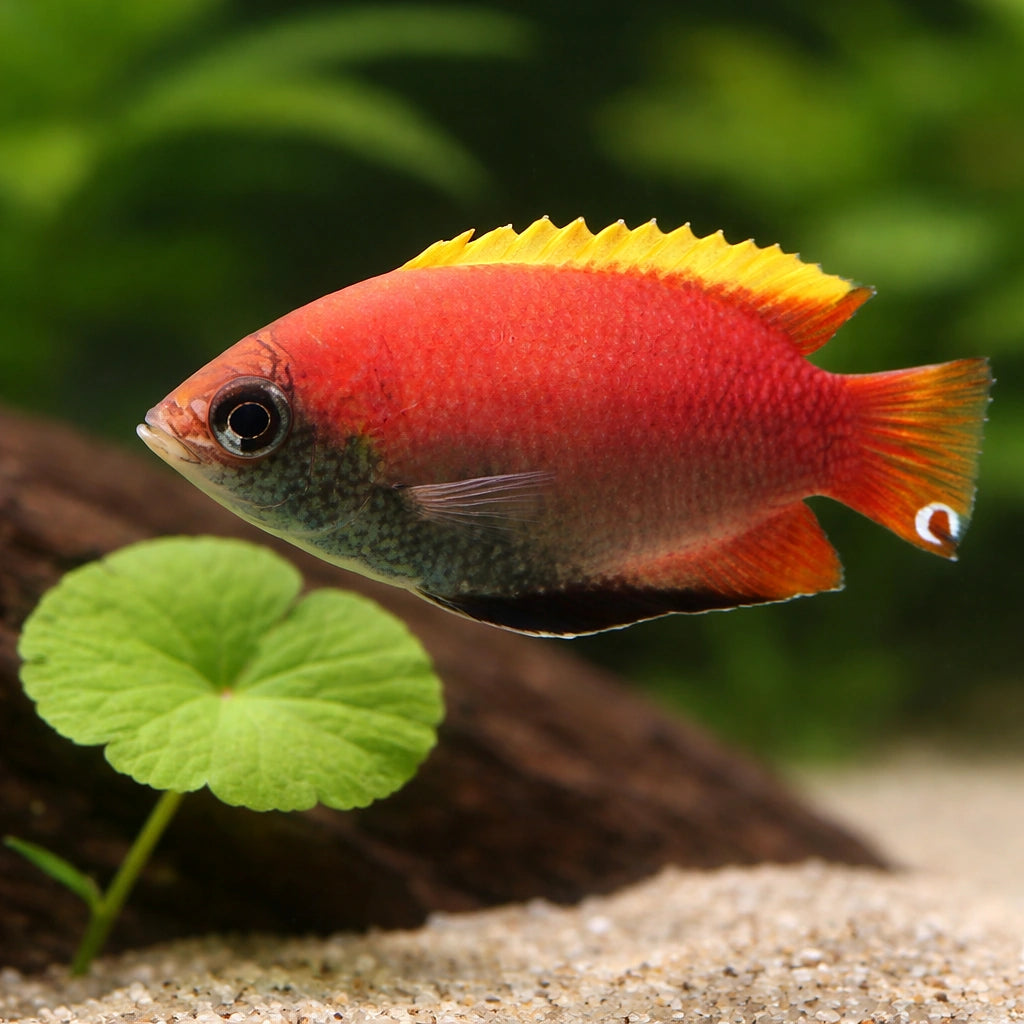 Colisa sota red 4 - — tropical fish for sale UK — AI scale plant view