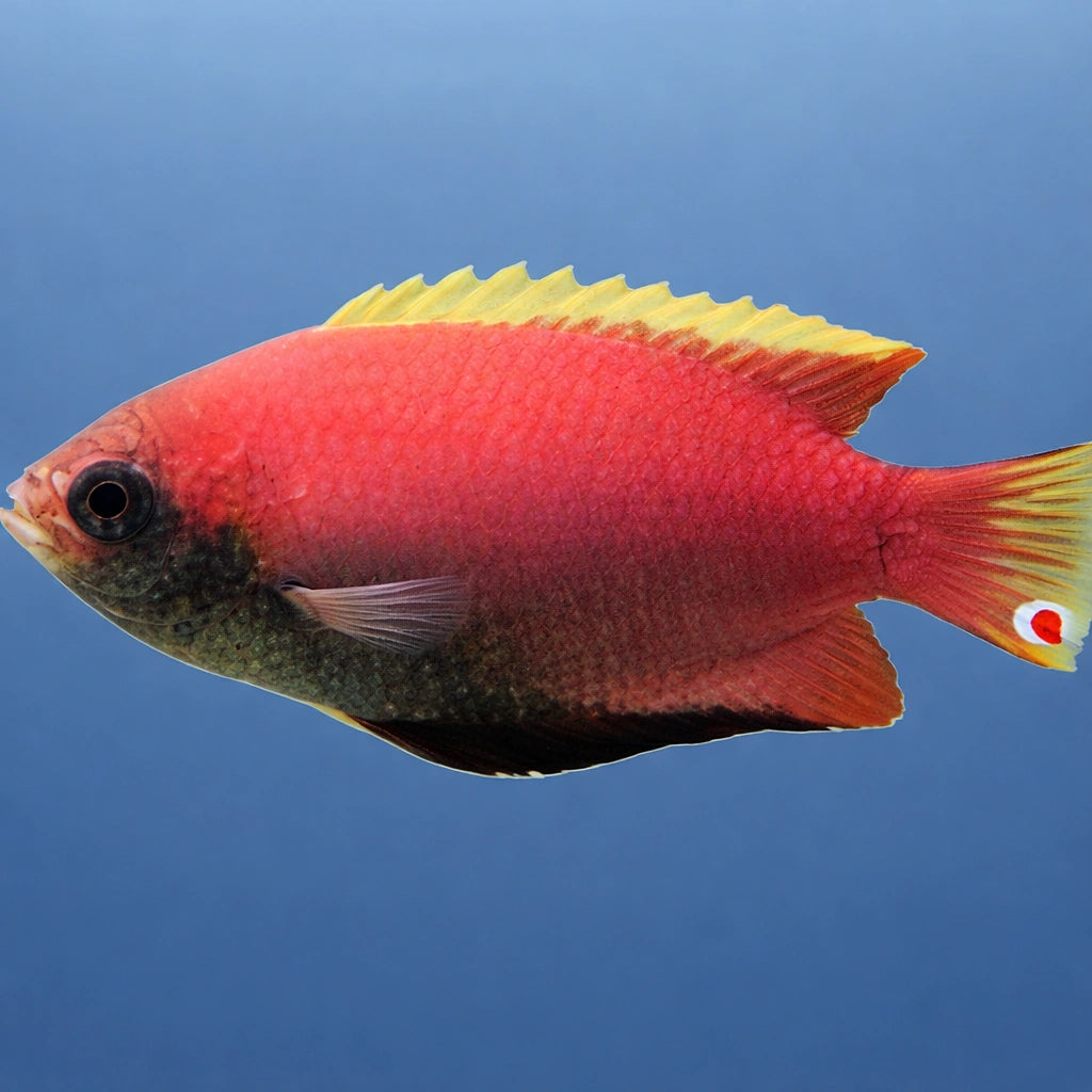 Colisa sota red 4 - — tropical fish for sale UK — AI side clean view