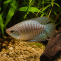 Colisa sota wild — tropical fish for sale UK — AI natural aquarium view
