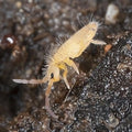 Collembola Springtails — Vivarium Animal Food for sale UK